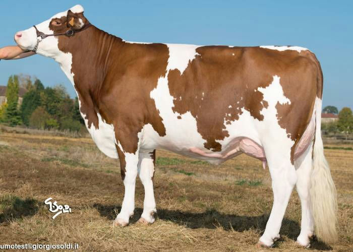 MO4146 Ilanne daughter