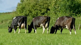 FR5704 Dam GDam & GGDam