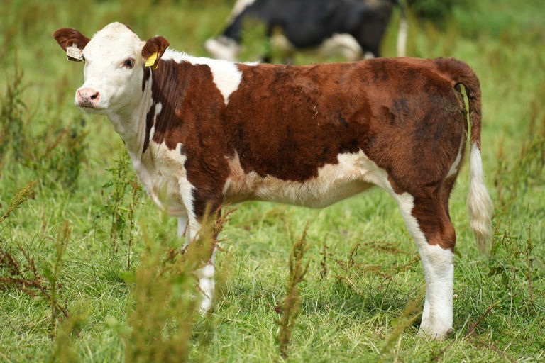 Ringfort 1 Carlos sired heifer calf