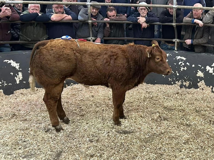 RED LIONS DE LA ROUGE CENSE Picture 8