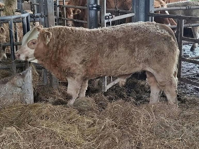 Cloonglasna11 Socks ET sired bull weanling