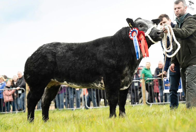 Mats Van Terbeck sired heifer - Overall Champion at Aghamore Show 2025
