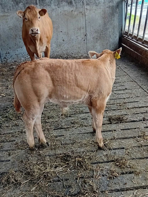 Birchpark Rufus sired bull calf