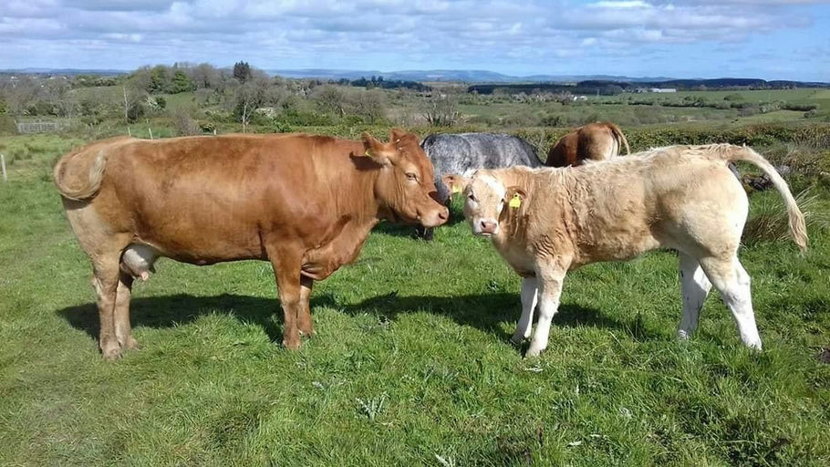 Clenagh Jasper sired heifer calf