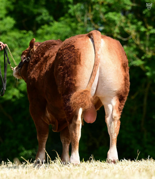 DRUMLINE S 1185 Picture 1