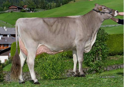 Superbrown Harvest (BS7569) daughter