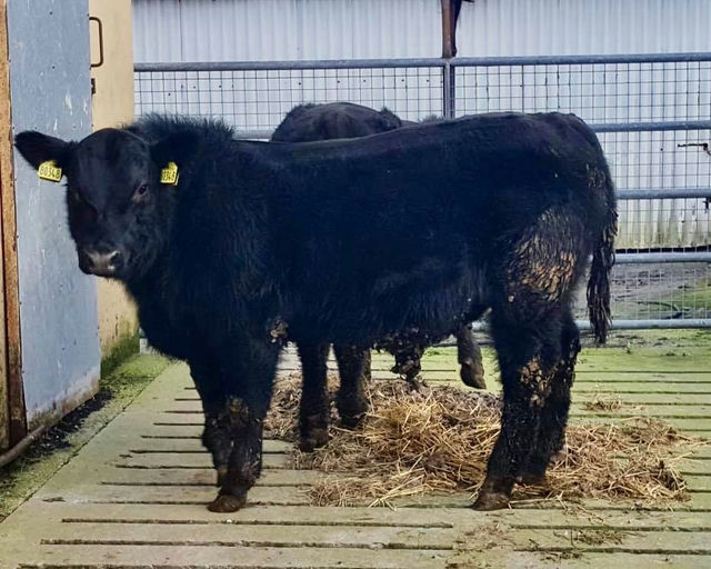 PORTAUNS VOLCANO P643 Picture 6