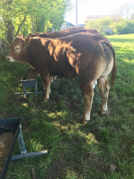 EWDENVALE IVOR Picture 15