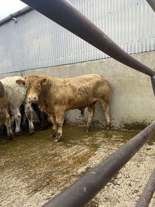 Loki sired bull weanling