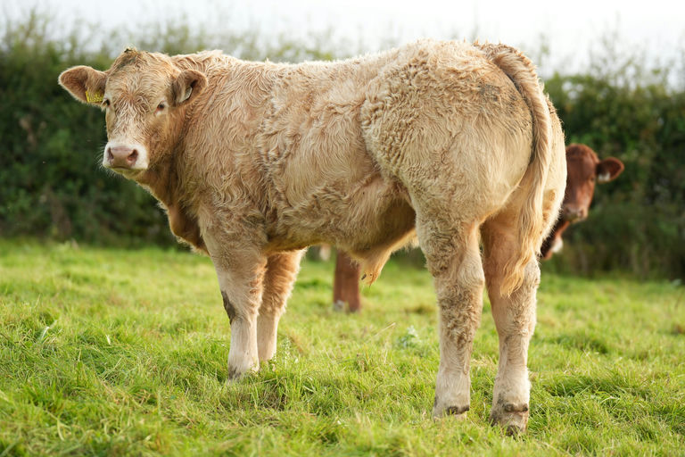 BALLYM ROCCO Picture 14