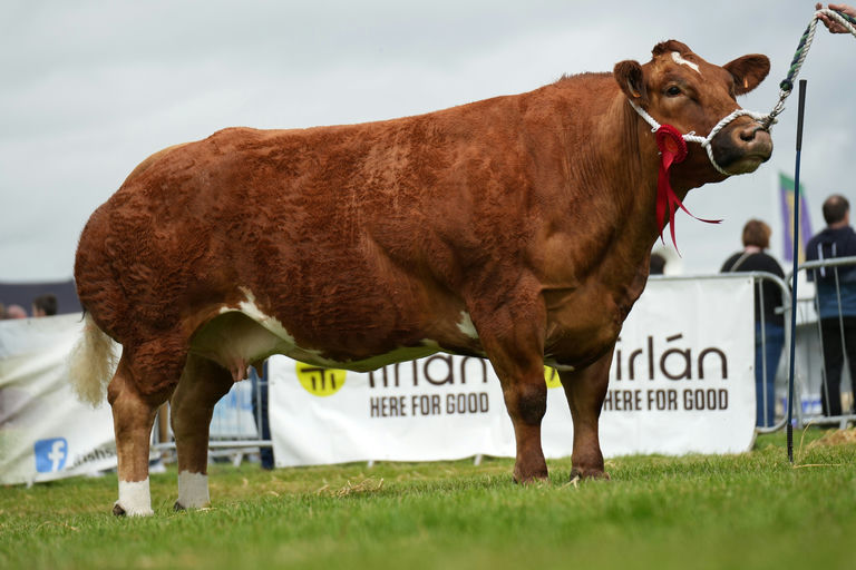 Dam of Boherard Rambo (BB1413) - first prize winner at Tullamore Show 2025