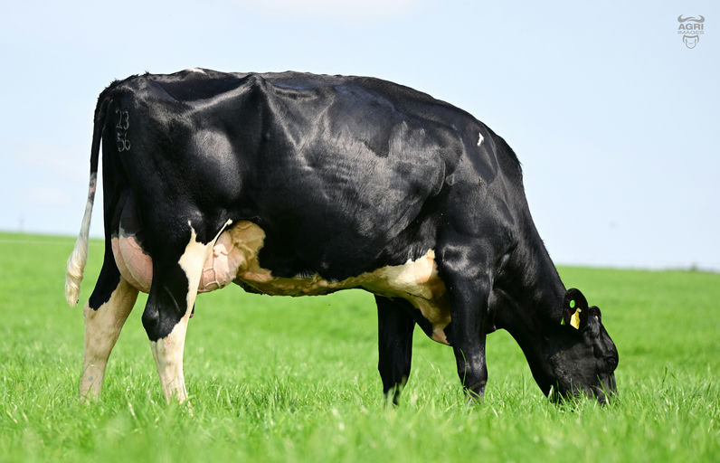 CHERRYHILL KODA Picture 0