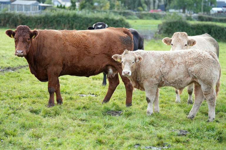 BALLYM ROCCO Picture 1