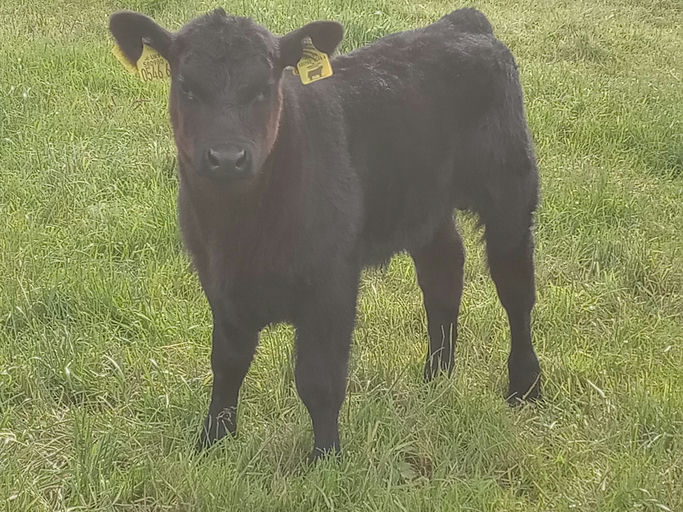 PORTAUNS VOLCANO P643 Picture 11