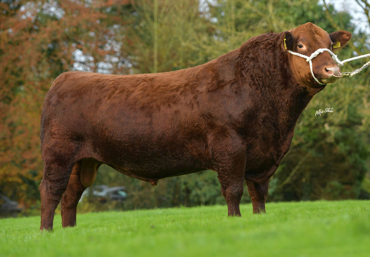 LISDUFF RED PEPPER R368 Picture 0