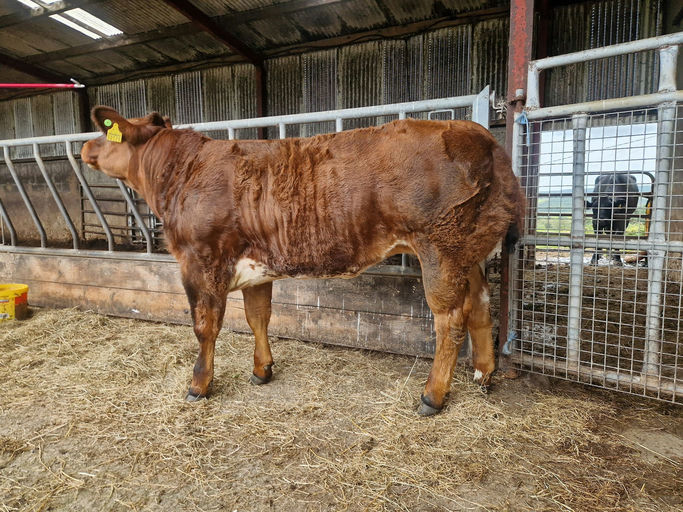 Red Lions sired heifer