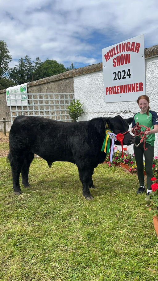 Drumcrow Tribesman son - Champion at Mullingar show 2024