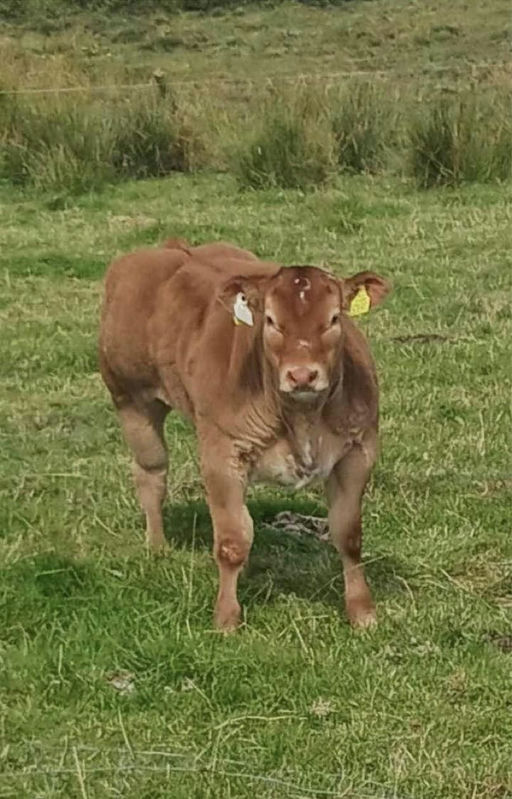 CLADDAGH MCCABE (ET) Picture 3