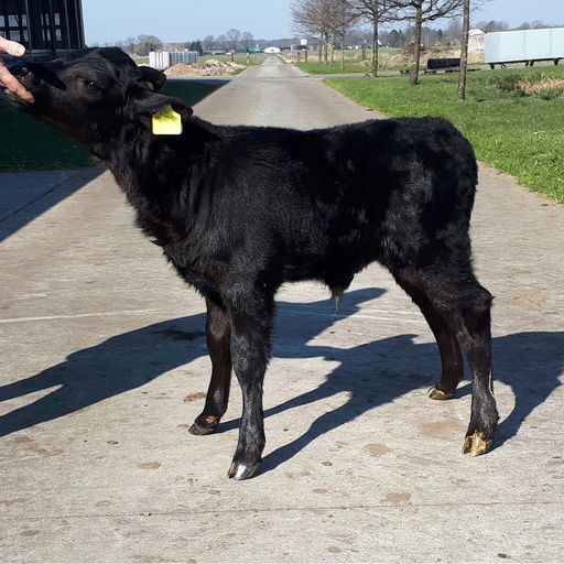 KILTEEVAN NICKY Picture 5