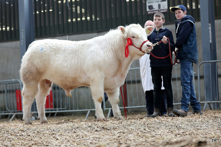 Pottlereagh Mark (CH4160) son - Top Priced Charolais, Carrick April 2023