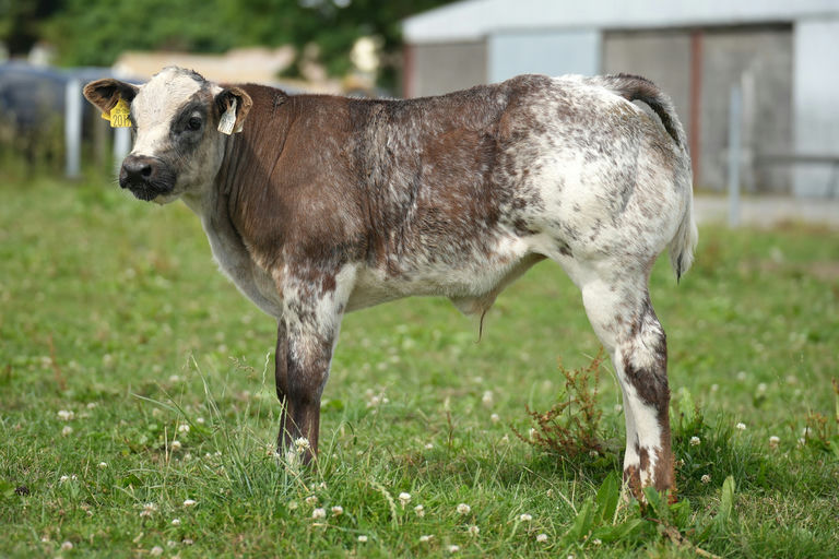 Brooklands Rowan sired bull calf