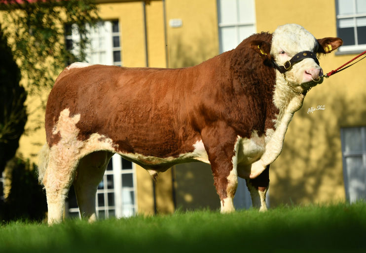 CLONAGH LUCKY HANSOME (ET) Picture 0