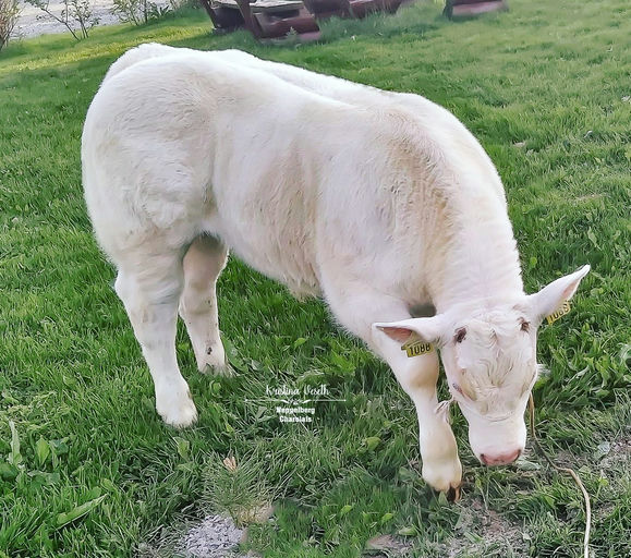 Lebonvo sired bull calf