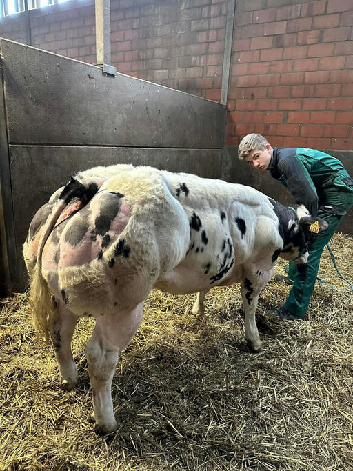 RONALDO VD STOKERIJ Picture 7