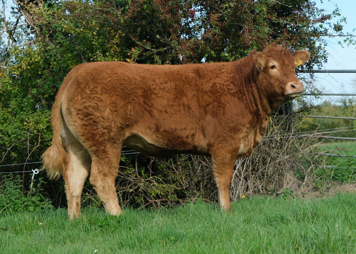 EWDENVALE IVOR Picture 2