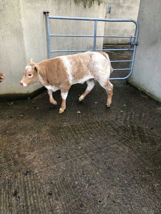 Loki sired heifer calf