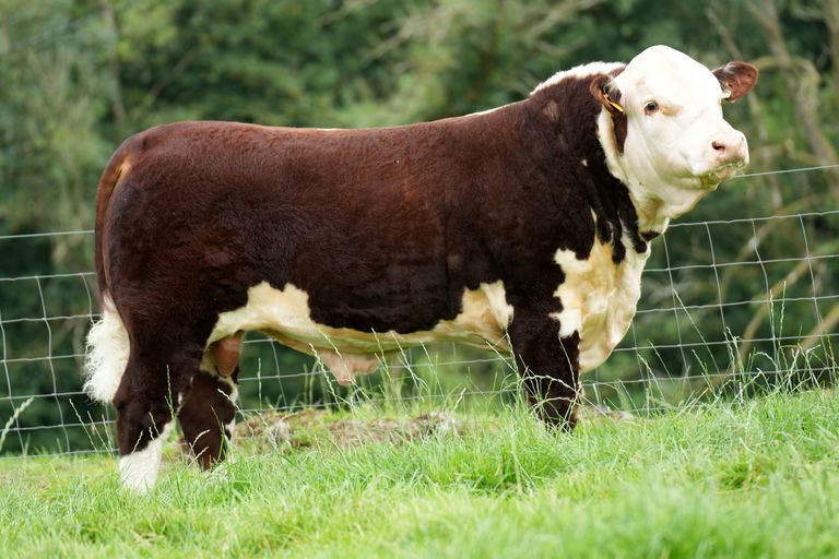 CORLISMORE GUSTAVO 286 PP Picture 3