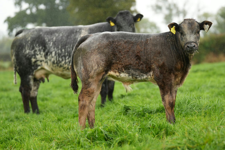 Birchpark Rufus sired bull calf