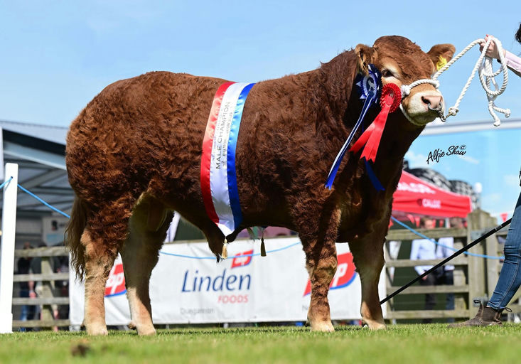 Overall Male Champion at Balmoral Show 2025