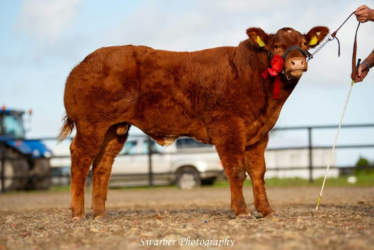 WILODGE JOSKINS Picture 10