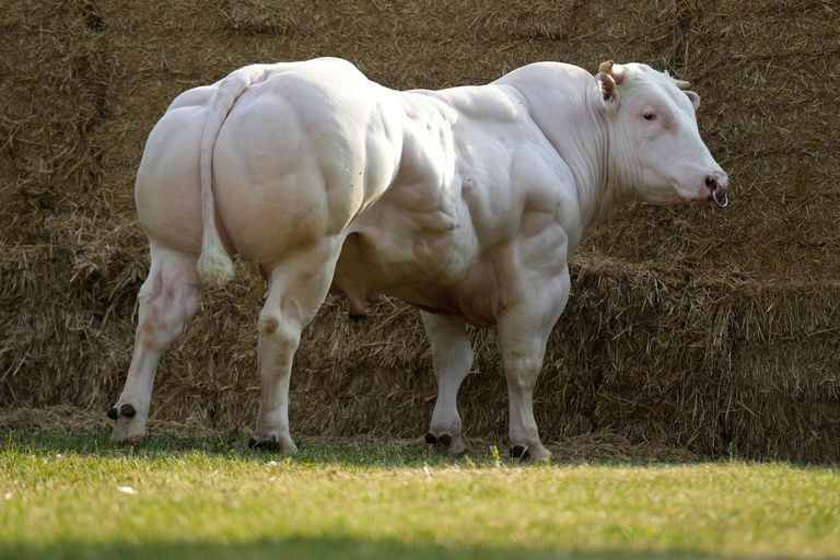 JUPITER DE MARTINPRE Picture 0