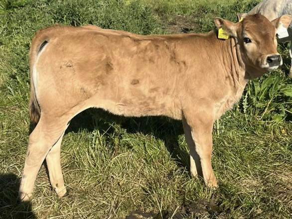 Deerpark Rowe sired heifer calf