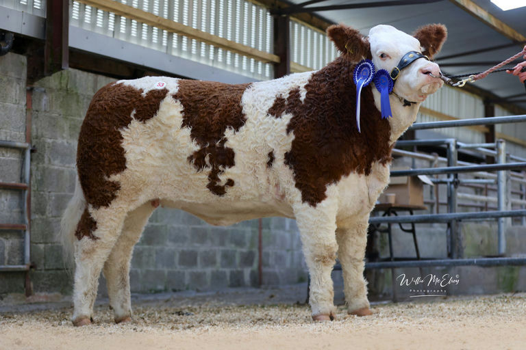 Gunshot daughter - Reserve Overall Junior Champion at Irish Simmental Premier Sale Oct 25, sold for €8,000