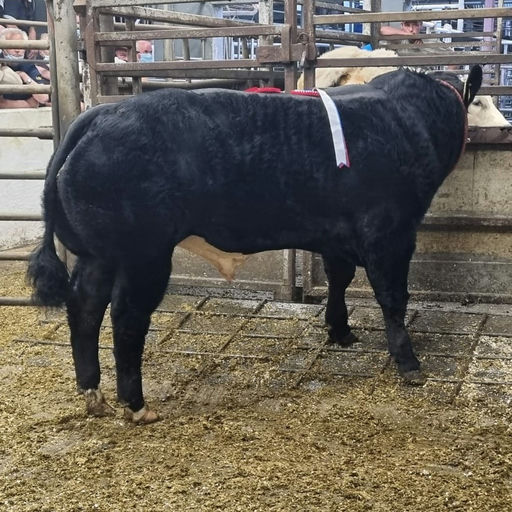 ELDERBERRY GALAHAD Picture 3