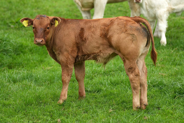 Salering sired bull calf