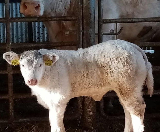 Clenagh Jasper sired heifer calf