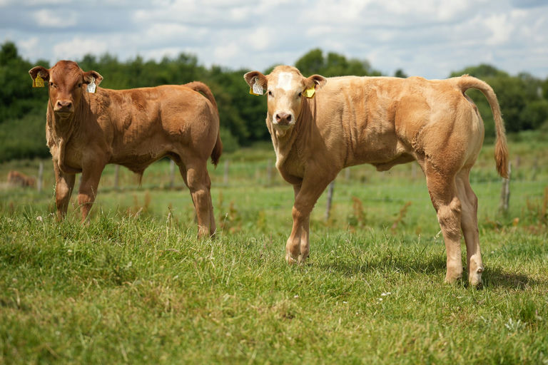 Birchpark Rufus sired calves