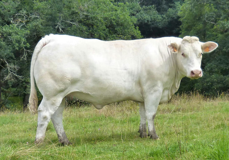 Lebonvo daughter