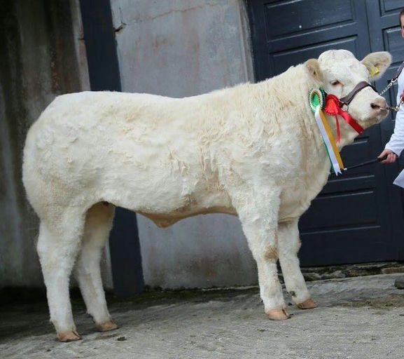 Inverlochy Ferdie daughter