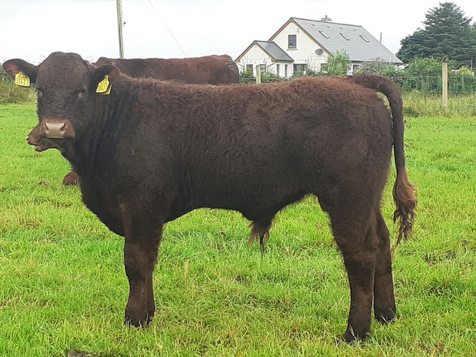 Montesqieu sired bull weanling
