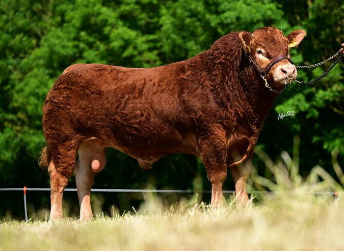 DRUMLINE S 1185 Picture 0