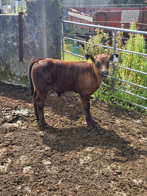 First calf by Carrowboy Vegas (AA1506)