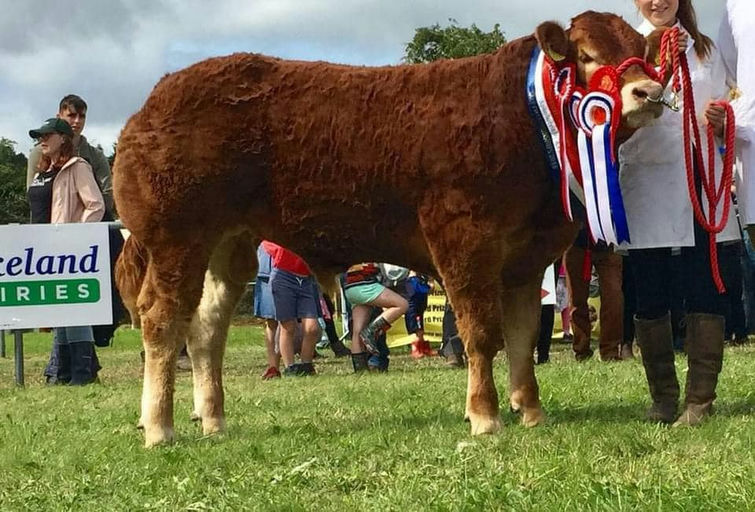 CLADDAGH MCCABE (ET) Picture 0