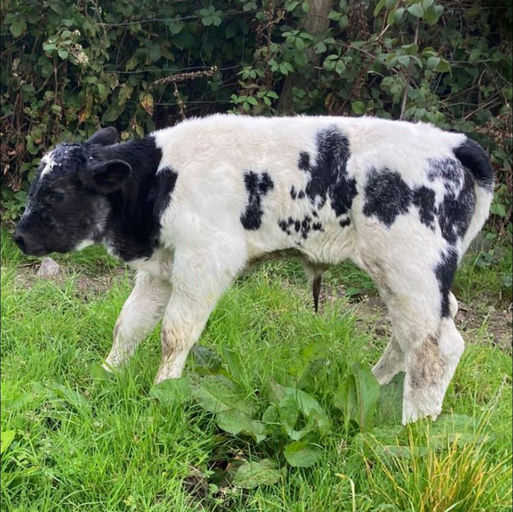 Newborn Notaire sired heifer calf out of a Blue x Friesian dam