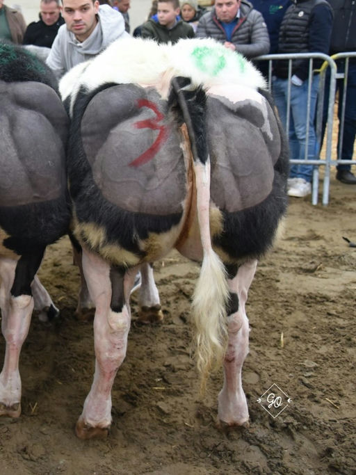 Notaire sired heifer
