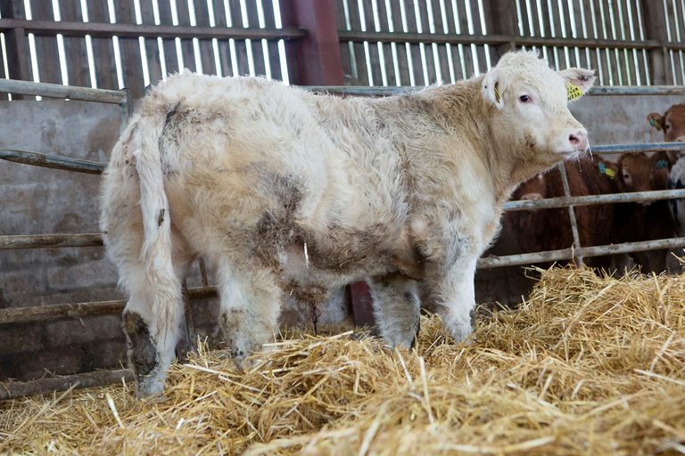 Inverlochy Ferdie sired bull calf